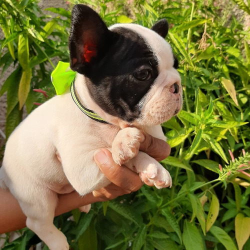 Imagen 7 de 7 de Bulldog Francés Vaquita Hembra Y Macho