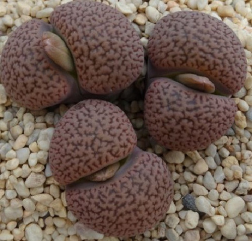 20 Semillas De Lithops Aucampiae + Instructivo