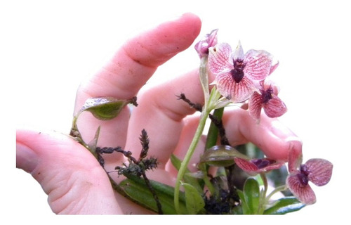 100 Sementes Orquidea Telipogon Diabolicus