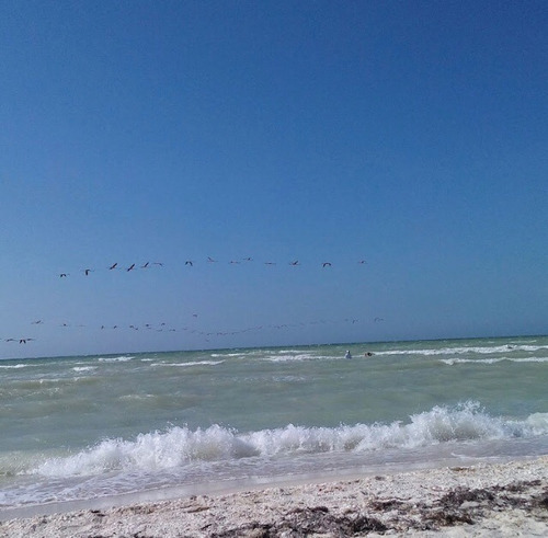 Terreno A Pie De Playa En Sisal, Entrega Inmediata.