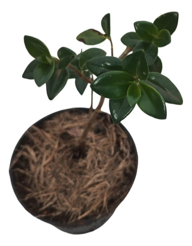 Planta Colúmeia Peixinho/ Muda Pote 9