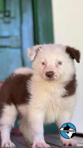 Cachorros Border Collie