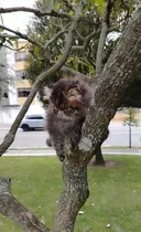 Comprar Gatito Persa Pelo Largo