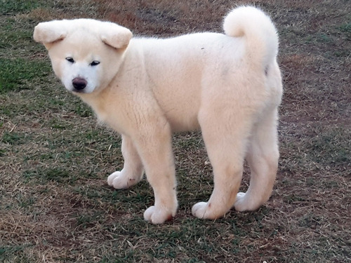 Filhote Akita Inu Legítimo- Branco  - Linhagem Importada