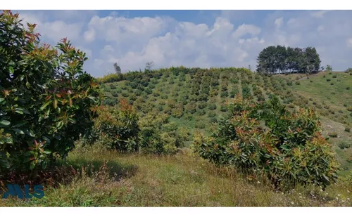 Grandiosa Finca Con Cultivos De Aguacate Hass(mls#247937)