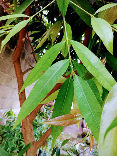 Zyzygium 100 Hojas Fresca Diabetes Hígado Riñón Envío Gratis