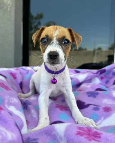 Cachorros Jack Rousell Pedigrí Vacunados Veterinaria