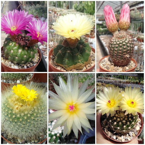 Semillas Cactus - Notocactus Mix