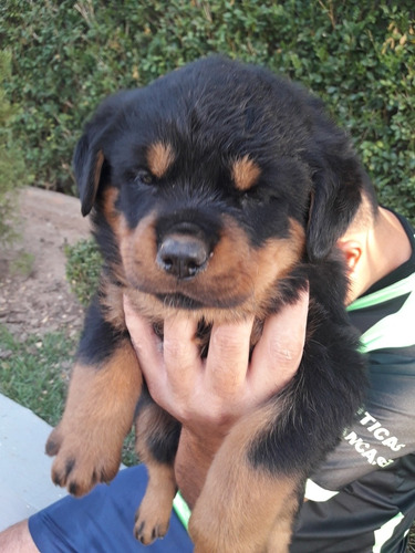 Filhote De Rottweiler C/ Pedegree Cbkc Padrão Alemão