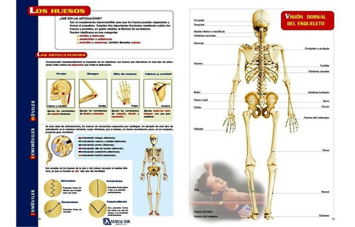 Guía Visual Del Cuerpo Humano, Anatomía Y Funciones