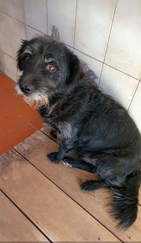 Donato, Cruza De Schnauzer Enano, 100 % Terrier, 3 Añitos