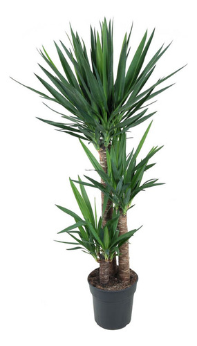 Yucca Pata De Elefante ( Elephantipes ) Gigantes !