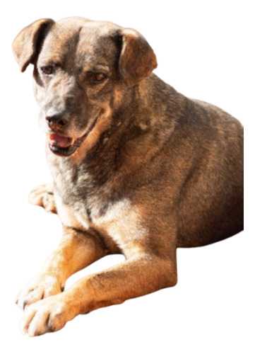 Belgrano, Un Mediano Gordito Precioso, Adulto, Lo Adoptas ??