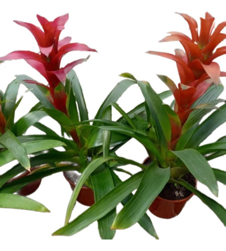 Planta De Interior Guzmania M14