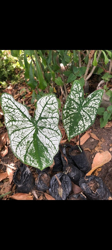 Kit 10 Caladium Branco (bulbos)