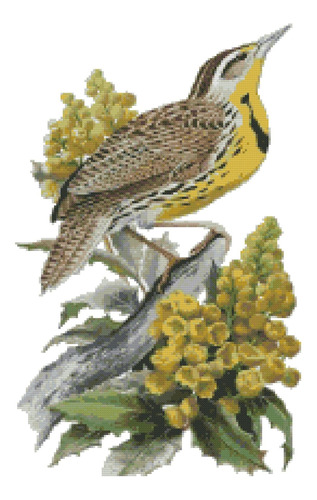 Oregon State Bird And Flower Western Meadowlark Punto