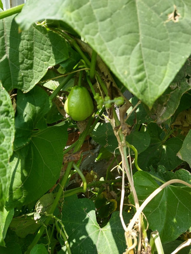 Imagen 6 de 7 de 1kg De Chayotes Sin Espina 100% Organicos