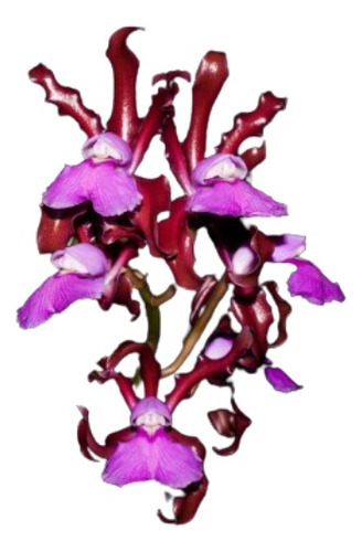 Orquídea Cattleya Elongata