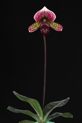 Orquidea Paphipedilum Shin -yi Heart Mas Envio 