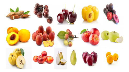 Paquete De 3 Frutales Diferentes Especies A Elegir Enanos