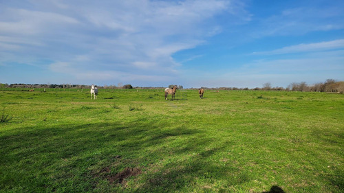 Campo Con Casa En Venta En Diego Gaynor, Exaltación De La Cruz, G.b.a. Zona Norte