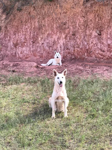 Filhote Macho Pastor Alemao Branco P/retirar Cotia Sp. Leia!