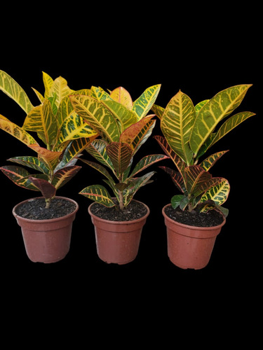 Mudas De Croton Petra Codiaeum Variegatum Planta Colorida
