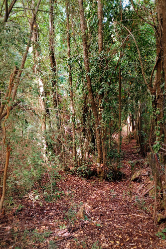 Parcela Con Bosque Nativo 5000mt2 Licanray
