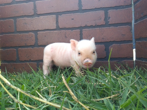  Minipig De Criadero Mini Pig Minipigs Mini Pigs