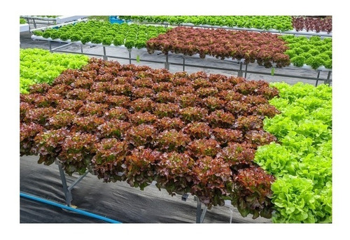 Lechuga Fuego. Hojas Rojas 5000 Semillas Linea Premiun.