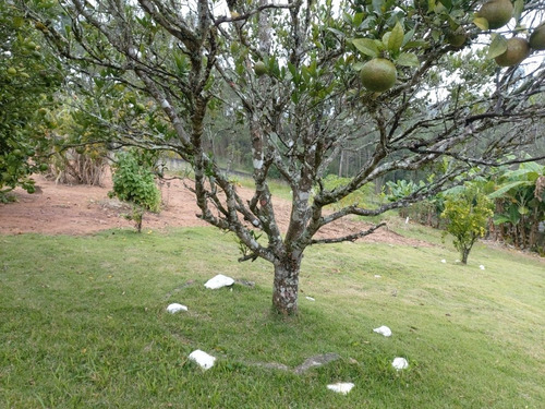 Imagem 16 de 29 de Oportunidade Chacara Biuna 2.000 M Casa,pomar,horta E Murada