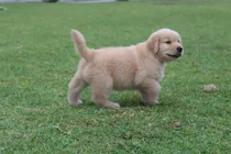 Comprar Cachorros Golden De Criadero Golden Retriever Argentina!