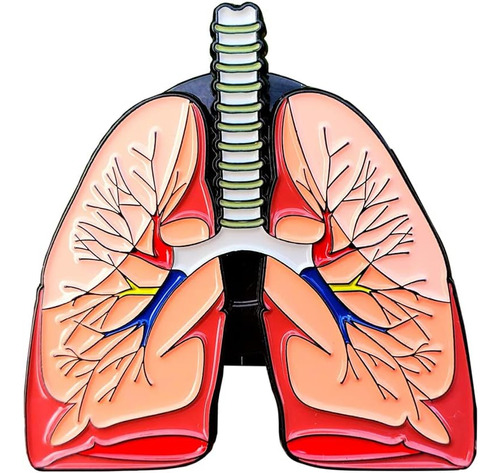 Insignia De Identificación De Pulmones Anatómicos (cl...