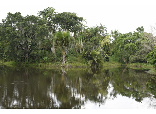 Imagen 4 de 14 de Fundo De 56 Hectarias - Km 41 Carretera Iquitos - Nauta