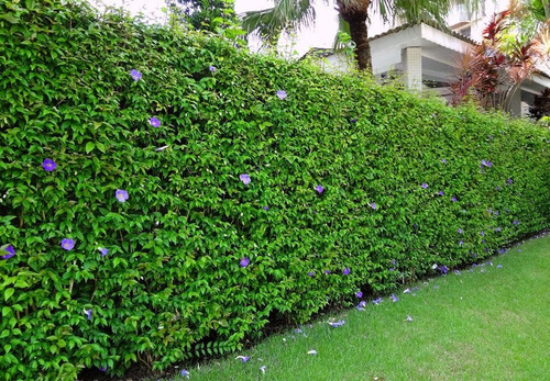 Tumbergia Roxa 20 Mudas (thunbergia Erecta)