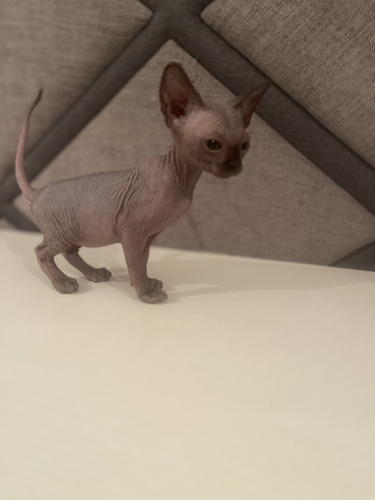 Gatita Esfinge Sphinx Egipcio