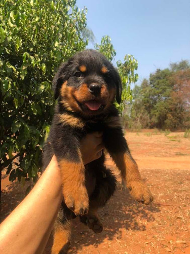 Filhotes De Rottweiler