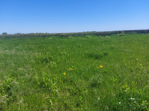 Se Vende Isla Entre Rios Sobre Arroyo Tigre