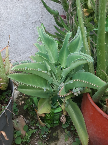 Planta Kalanchoe Laetivirens