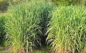 Capim Colonião - Mombaça 6 Kg Para Bovinos E Equinos
