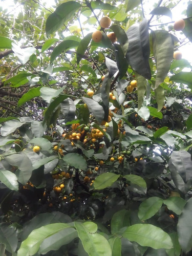 1 Kit De Sementes De Bacupari Kit Com 30 Sementes Novas
