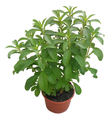 Planta Propiedades Stevia