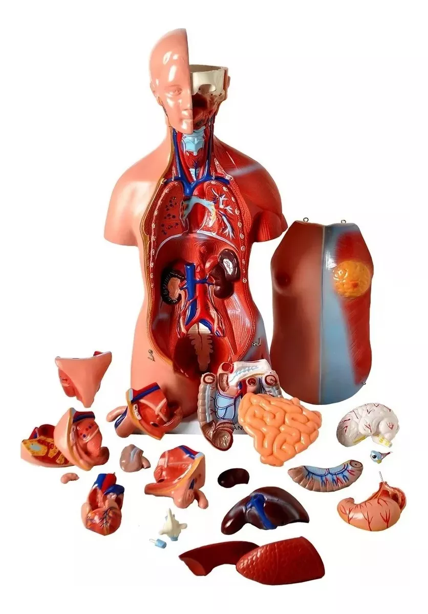 Segunda imagem para pesquisa de torso humano