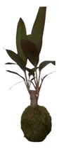 Comprar Kokedama Dracena Rubra - Planta De Interior 