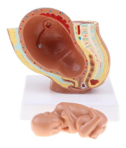 Modelo De Desenvolvimento Fetal 1: Pelve E De Bebê De 9