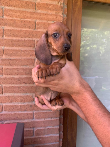 Imagen 4 de 7 de Hermosos Dachshund Salchicha Mini Cachorros