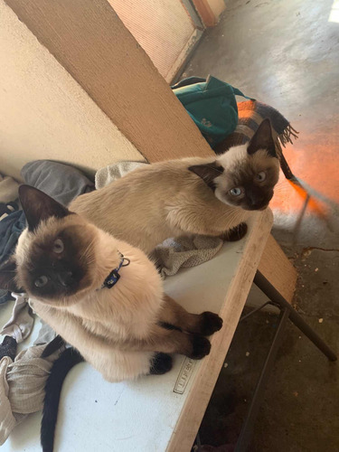 Gatos Siamés Hermosos
