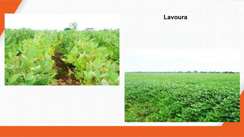 Imagem 22 de 30 de Fazenda 2444 Alqueires, Boa De Água Com Represas E Rio, Fábrica De Ração, 29 Pivôs, Área De Pastagem, Colônia, Casa Sede 600m2, Galpões,pista De Pouso - Fa00102 - 70229637
