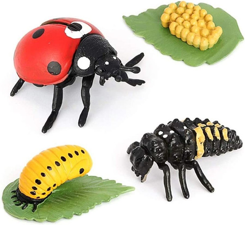  4 Piezas Lady Beetle Animal Life Cycle, Modelo De Cicl...
