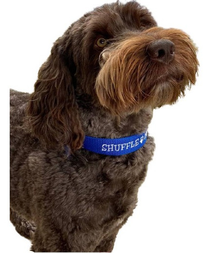 Placa Identificación Y Collar Dos En Uno Para Perro 